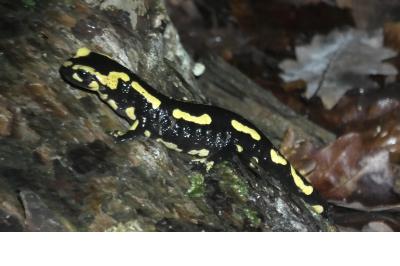 Salamandre tachetée 