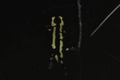 Salamandre tachetée 