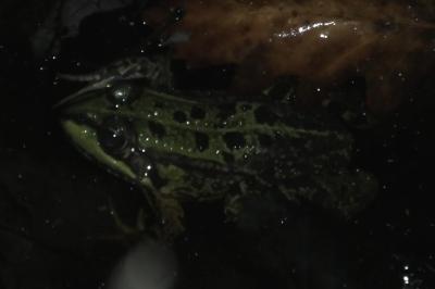Grenouille verte 