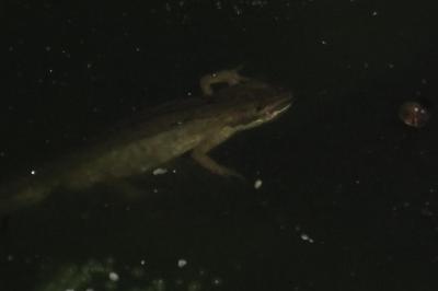 Triton palmé 