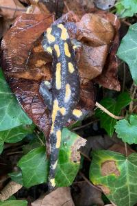 Salamandre tachetée 