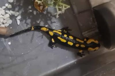 Salamandre tachetée 
