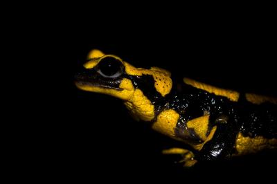 Salamandre tachetée 