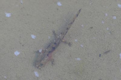 Salamandre tachetée 