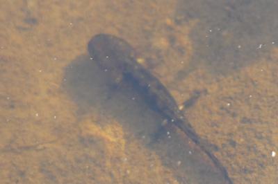Salamandre tachetée 