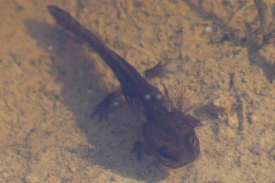 Salamandre tachetée 