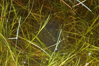 Grenouille agile 