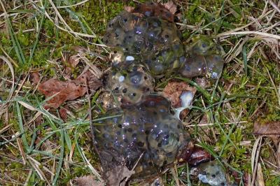 Grenouille agile 