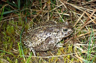 Crapaud calamite 