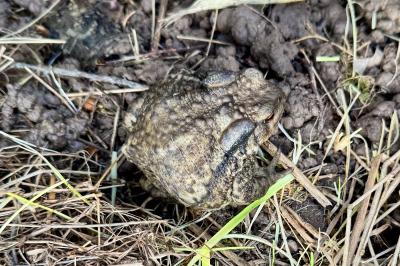 Crapaud épineux 