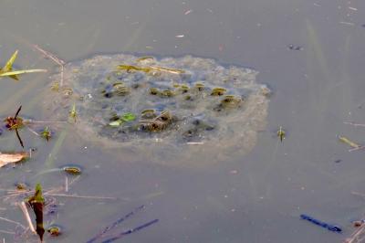 Grenouille agile 