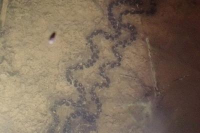 Crapaud calamite 