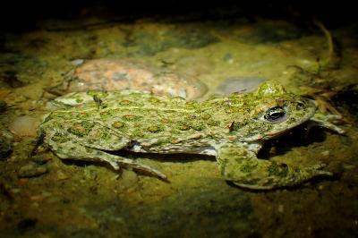 Crapaud calamite 