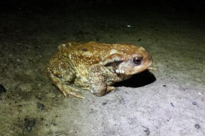 Crapaud épineux 