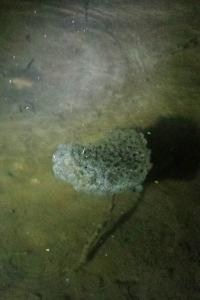 Grenouille agile 
