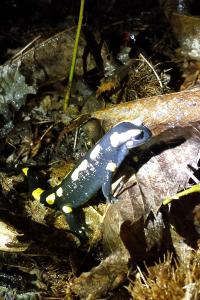 Salamandre tachetée 