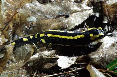 Salamandre tachetée 