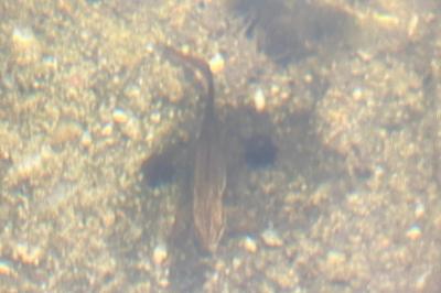 Triton palmé 