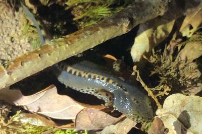 Triton alpestre 