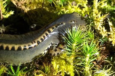Triton alpestre 