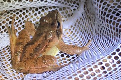 Grenouille agile 