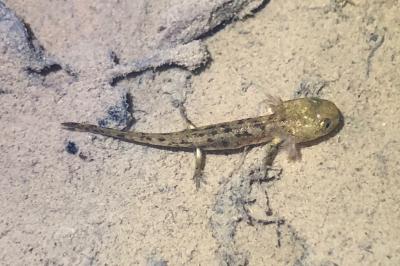 Salamandre tachetée 