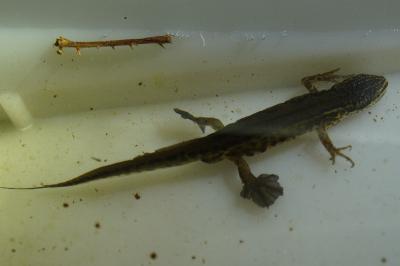 Triton palmé 
