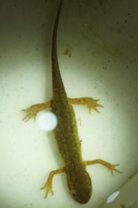 Triton palmé 