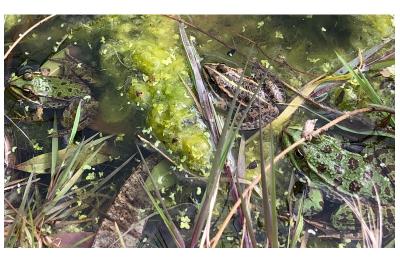 Grenouille verte 