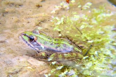 Grenouille verte 