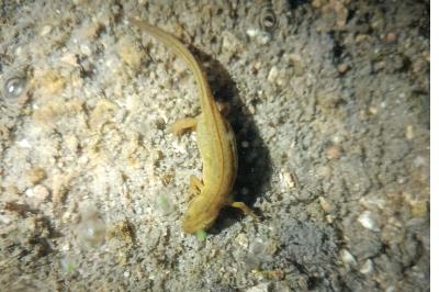 Triton palmé 