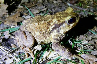 <i>Bufo sp(spinosus/bufo)</i>