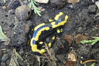 Salamandre tachetée 