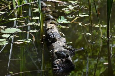 Grenouille rieuse 