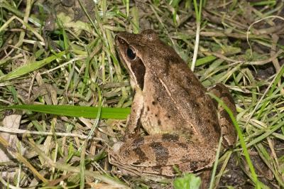 Grenouille agile 
