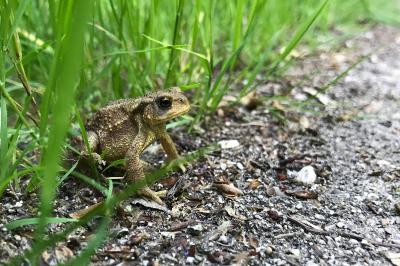 <i>Bufo sp(spinosus/bufo)</i>