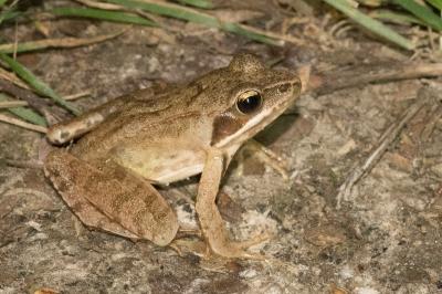 Grenouille agile 