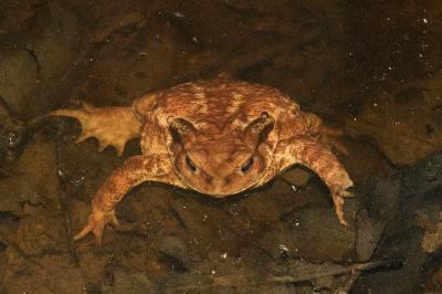 Crapaud épineux 