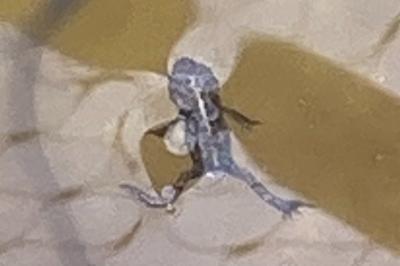 Crapaud calamite 