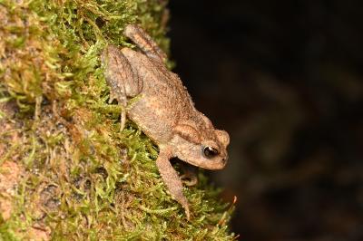 Crapaud épineux 