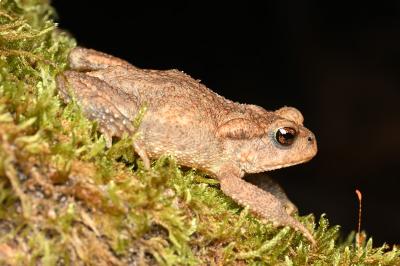 Crapaud épineux 