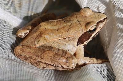 Grenouille agile 