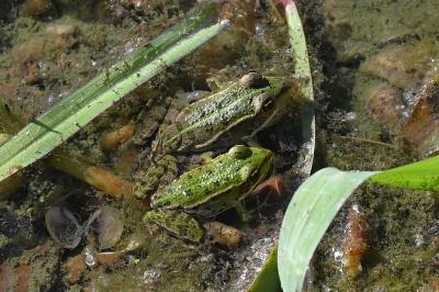 Pélophylax