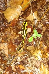Salamandre tachetée 