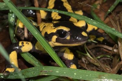 Salamandre tachetée 