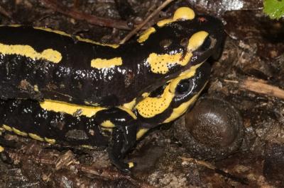 Salamandre tachetée 