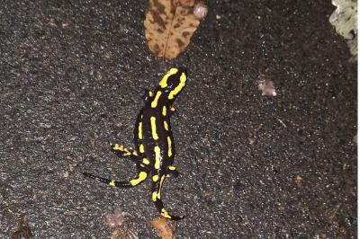Salamandre tachetée 
