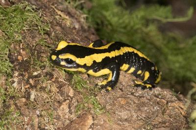 Salamandra salamandra