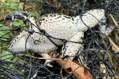 Grenouille rieuse 