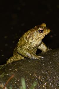 <i>Bufo sp(spinosus/bufo)</i>
